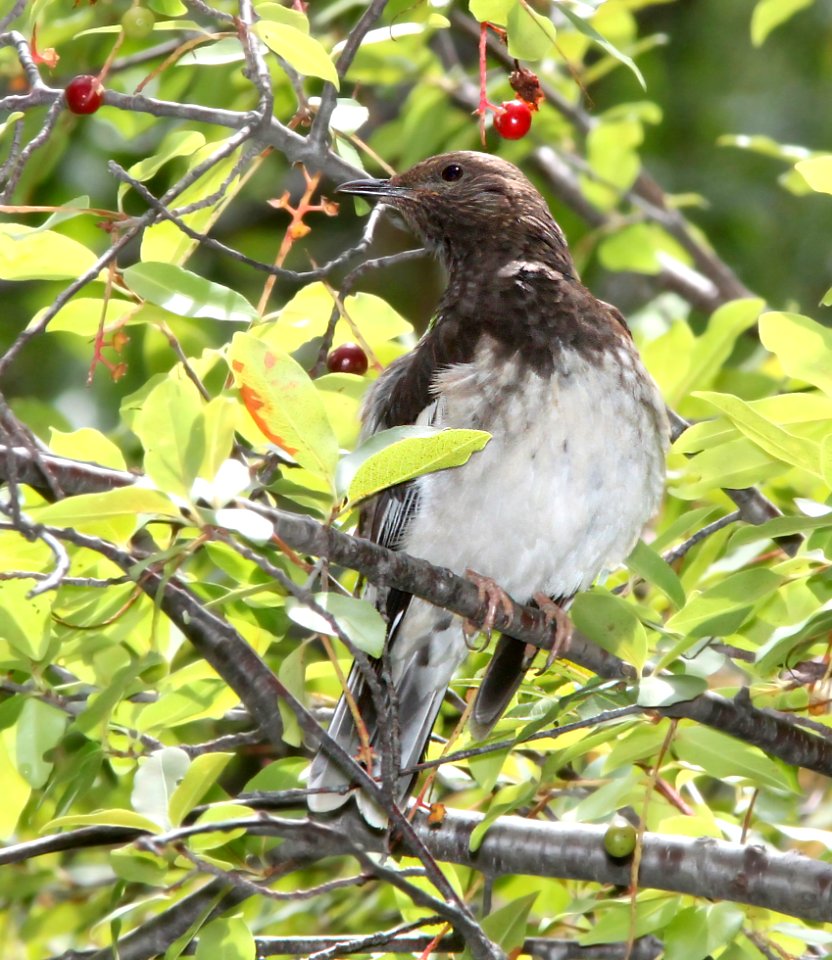 759 - AZTEC THRUSH (8-8-11) madera canyon, scc, az - (1)
