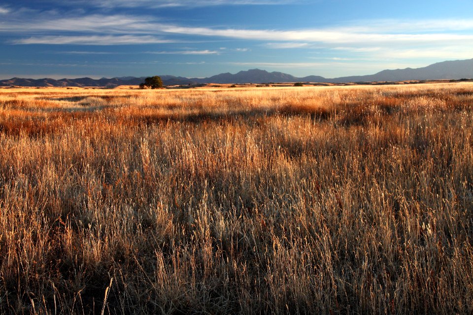 SAN RAFAEL VALLEY GRASSLANDS, SE of Patagonia, scc, az (11-15-12) -12 early morning, south end, near border