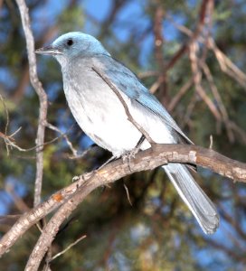 643 - MEXICAN JAY (4-26-13) sunshine flats cg, cave creek, cochise co, az  (5)