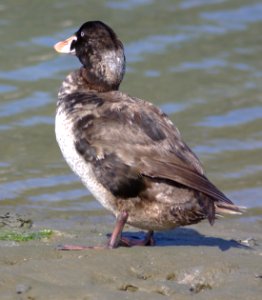 053 - SURF SCOTER (3-24-08) marina, sloco, ca