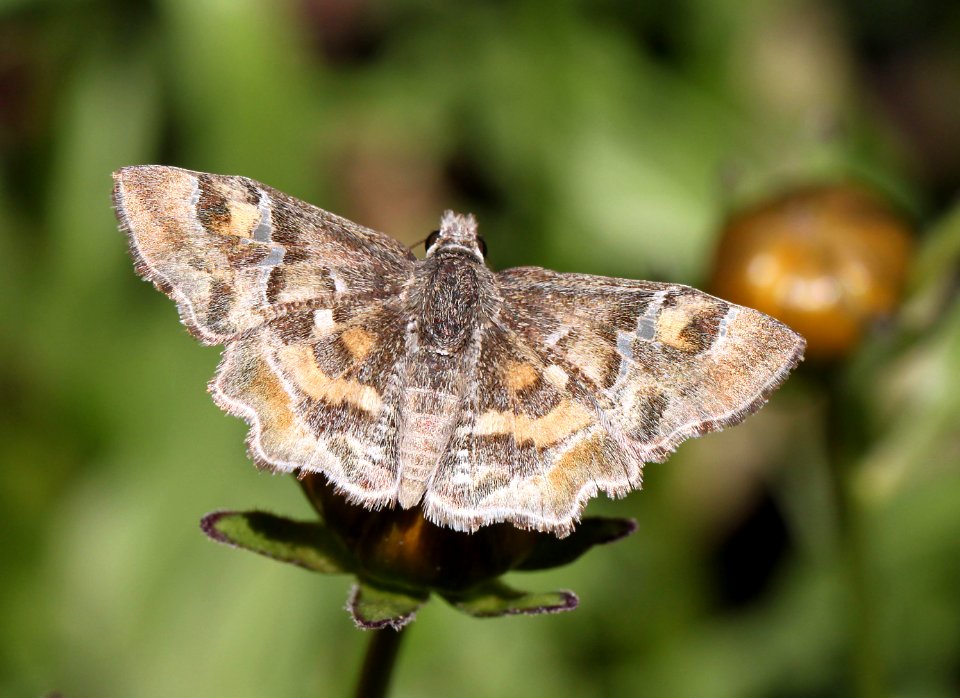 POWDERED-SKIPPER, ARIZONA (Systasea zampa) (4-21-13) 78 circulo montana, patagonia lake ranch estates, scc, az (1)
