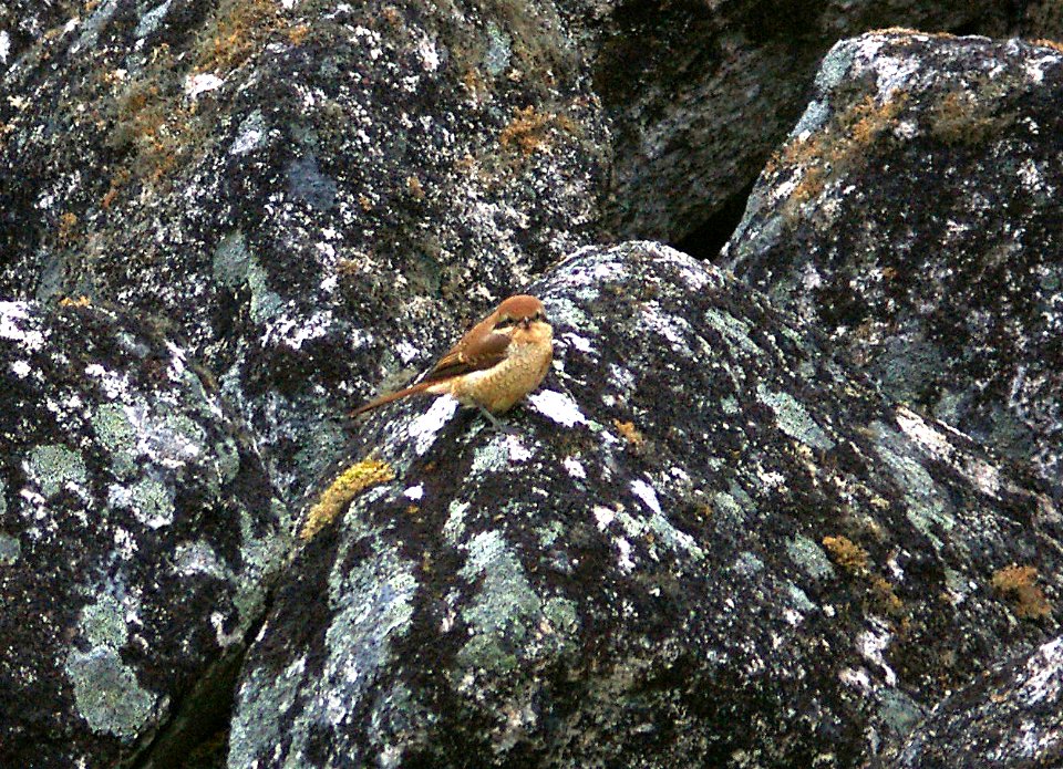 615 - BROWN SHRIKE (9-3-08) gambell, ak - (2)