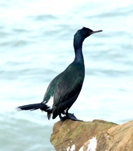 173 - PELAGIC CORMORANT (3-21-10) piedras blancas, slo co, ca  (5)