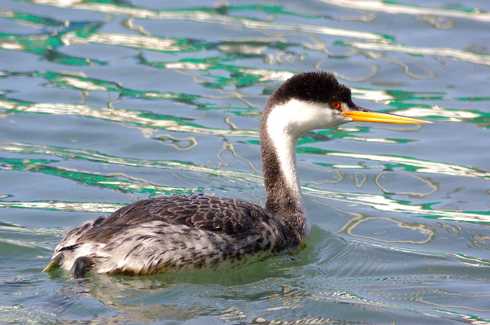 101 - CLARK'S GREBE  (3-25-08) sloco, ca (2)