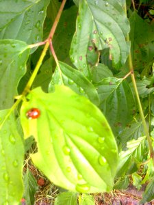 Natur