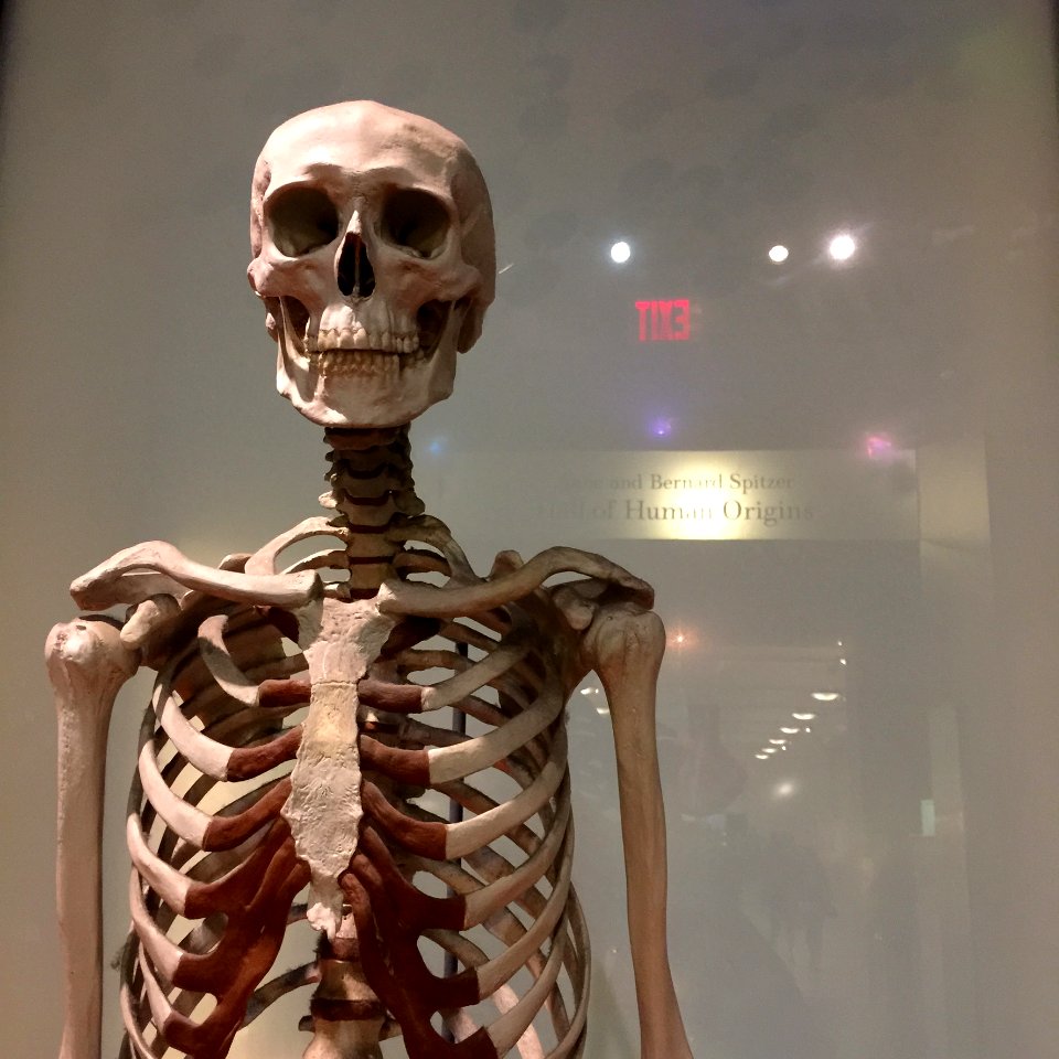 Skeleton at American Museum of Natural History