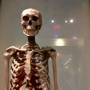 Skeleton at American Museum of Natural History photo