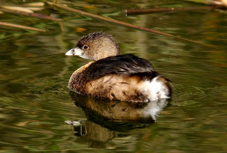 096 - PIED-BILLED GREBE (1-31-06) oso flaco, sloco, ca