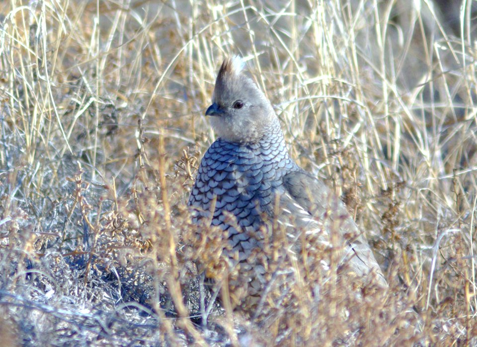 068 - SCALED QUAIL (2-27-08) tx (3)