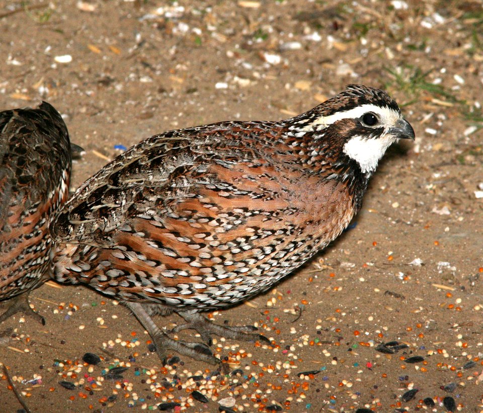 071 - NORTHERN BOBWHITE (1-15-09) falcon lake st park, tx  (2)