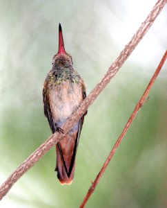 509 - BUFF-BELLIED HUMMINGBIRD (2-19-08) quinta matzatlan, tx
