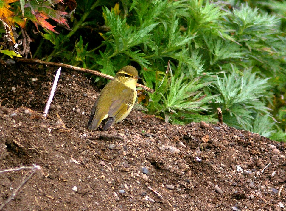714 - ARCTIC WARBLER (9-2-08) gambell, ak -  (1)