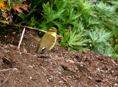 714 - ARCTIC WARBLER (9-2-08) gambell, ak -  (1)