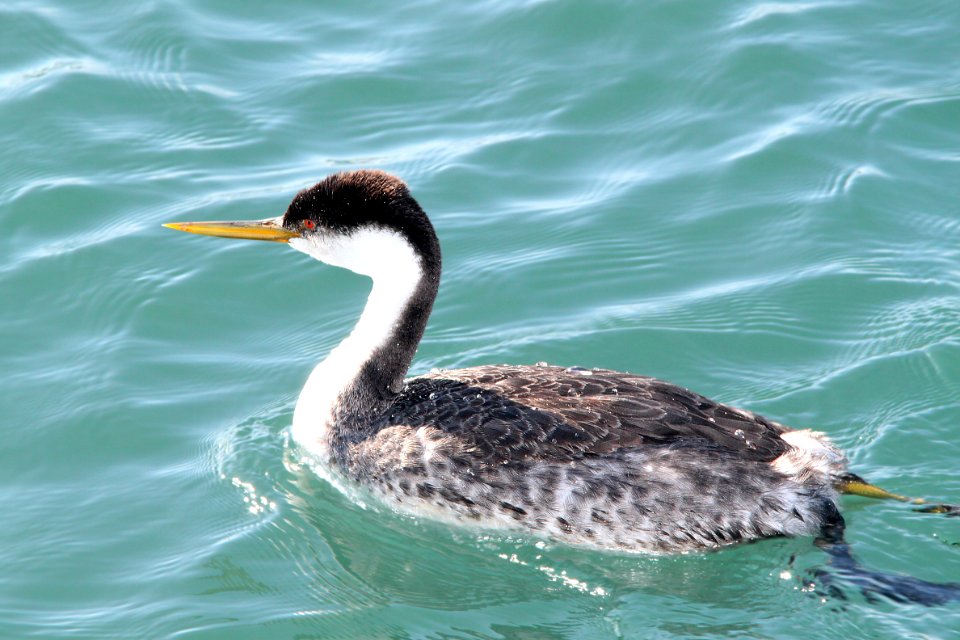 100 - WESTERN GREBE (12-17-11) moss landing, ca  (1)