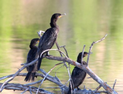 169 - NEOTROPIC CORMORANT (4-16-13) pena blanca lake, scc, az