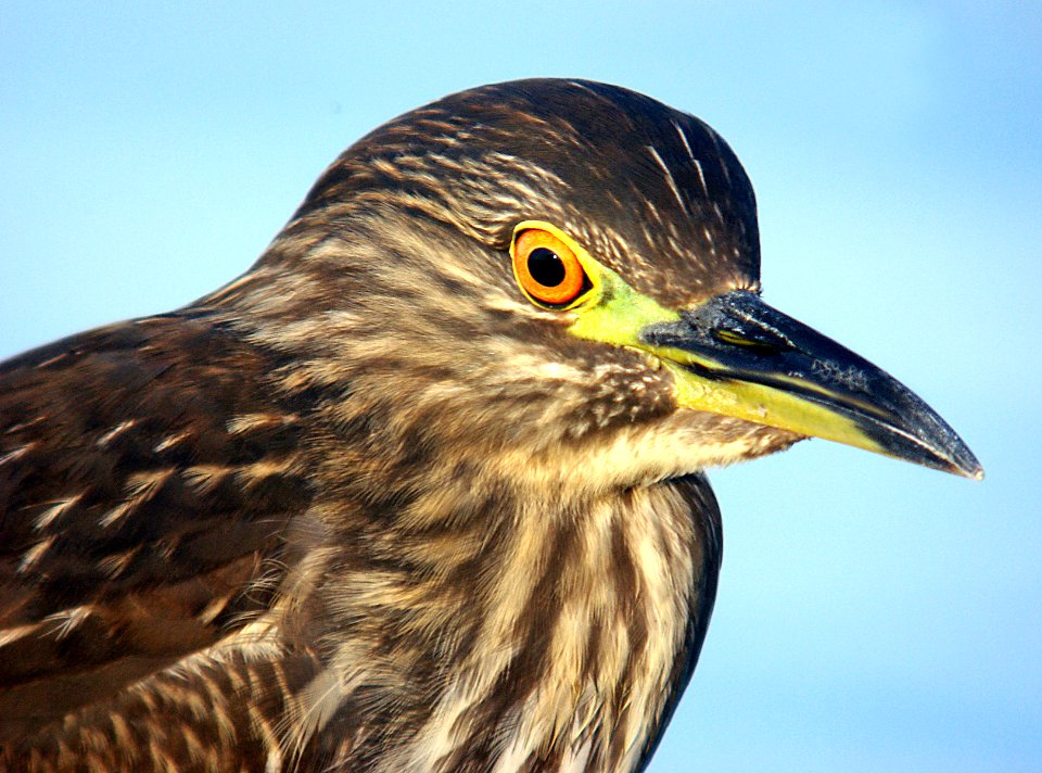 195 - BLACK-CROWNED NIGHT-HERON (12-16-06) sloco, ca (2)