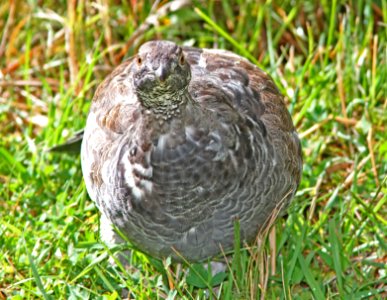 084 - DUSKY GROUSE (8-23-12) uncompahgre nat for, gunnison co, co  (9)