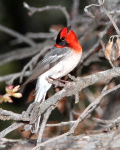 849 - RED-FACED WARBLER (4-27-13) road to rustlers park, coronado nat for, cochise co, az  (2)