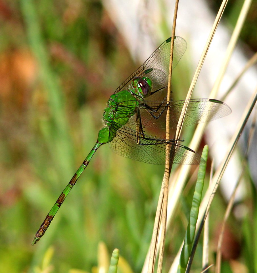 PONDHAWK, GREAT (Erythemis vesiculosa) (3-4-13) everglades national park, monroe co, fl -01