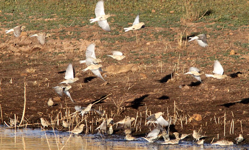 LONGSPUR, CHESTNUT-COLLARED (11-15-12) pond at s end of san rafael grasslands, scc, az -04