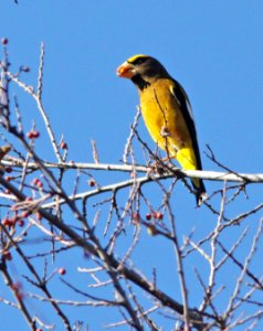 GROSBEAK, EVENING (1-9-13) santa gertrudis lane, tumacacori, scc, az -01