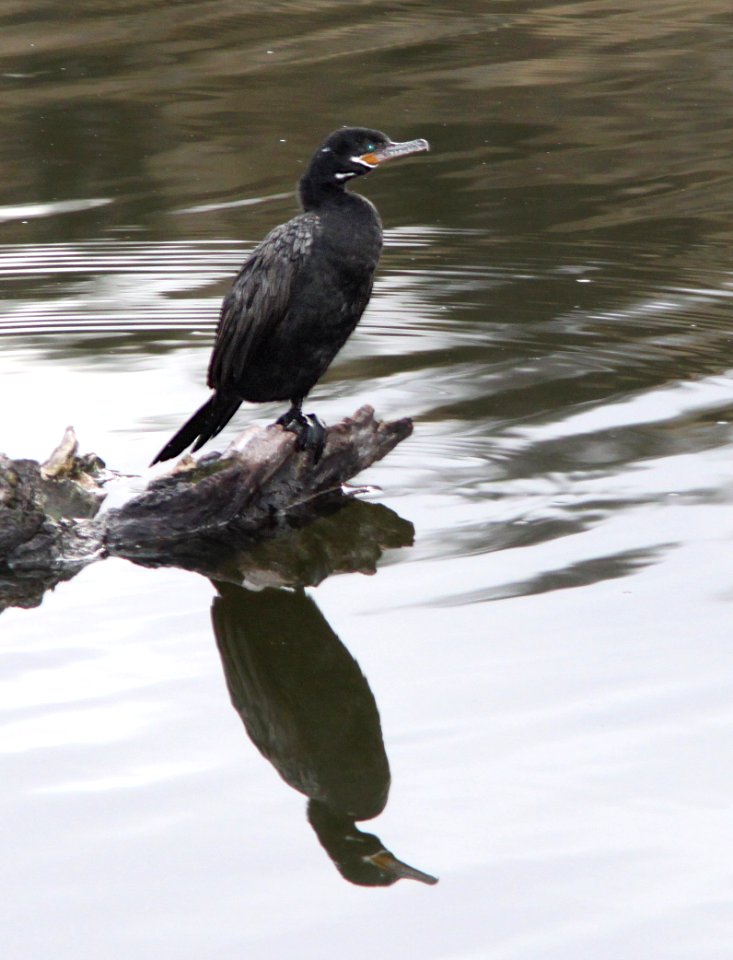 CORMORANT, NEOTROPIC (2-4-13) pena blanca lake, scc, az -01