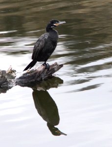 CORMORANT, NEOTROPIC (2-4-13) pena blanca lake, scc, az -01