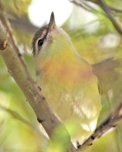 VIREO, PHILADELPHIA (10-21-12) pena blanca lake, scc, az -07b