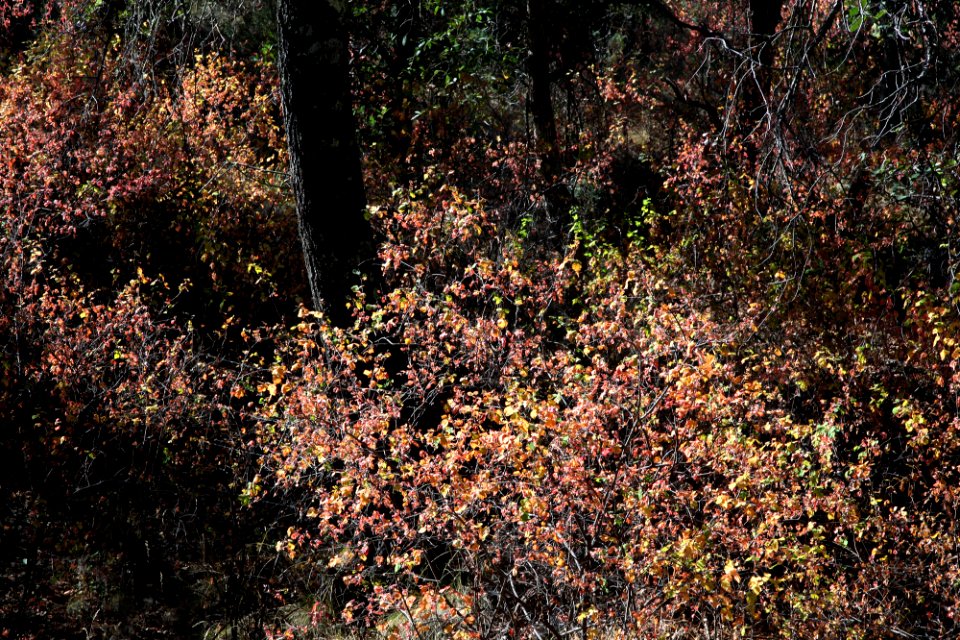 FINLEY & ADAMS CYN, off harshaw road, patagonia mts, scc, az -02 (11-4-12)