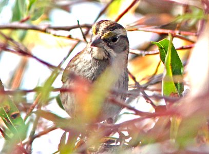 SPARROW, WHITE-THROATED (12-13-12) patagonia lake, scc, az -06