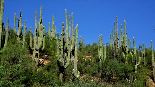 Catalina State Park