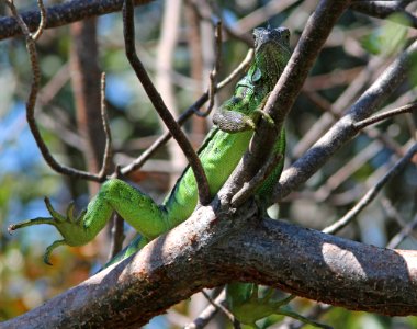 COMMON GREEN IGUANA (Iguana iguana) (3-9-13) key west tropical forest and botanical garden, key west, monroe co, fl -01