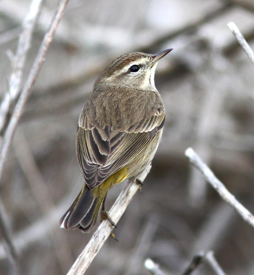 WARBLER, PALM (11-28-12) morro bay, slo, ca -02