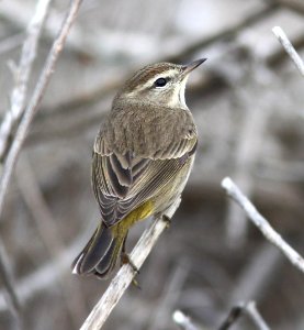 WARBLER, PALM (11-28-12) morro bay, slo, ca -02