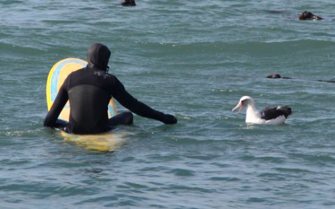 108 - LAYSAN ALBATROSS (2-1-11) point arena, mendocino co, ca (2)