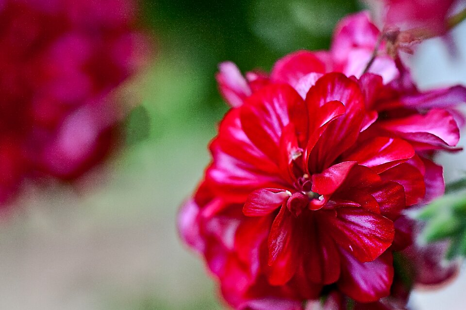 Pelargonium slopes with a flora nature