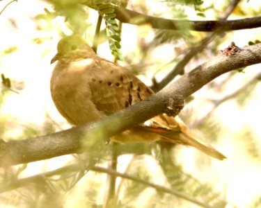 DOVE, RUDDY GROUND (12-16-12) patagonia lake, scc, az -02