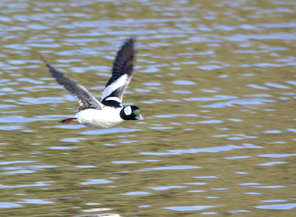 057 - BUFFLEHEAD (11-27-07) male, oso, slo, ca