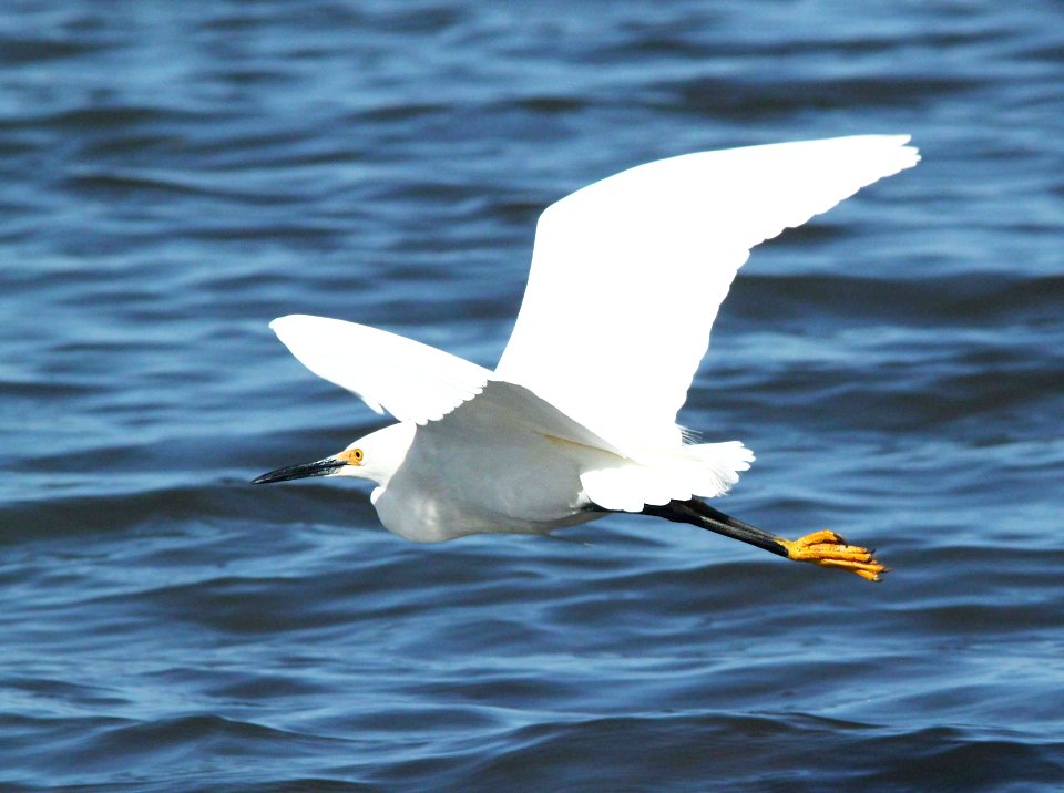188 - SNOWY EGRET (3-25-10) morro bay, slo co, ca  (2)