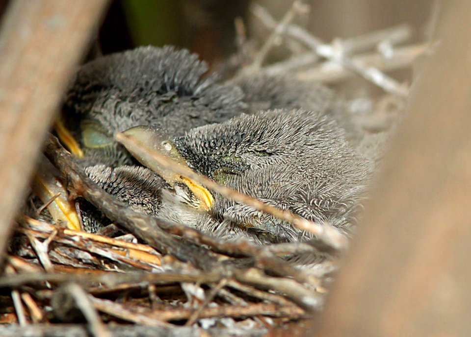 616 - LOGGERHEAD SHRIKE (4-22-10) four young, carrizo plain nat mon, slo co, ca