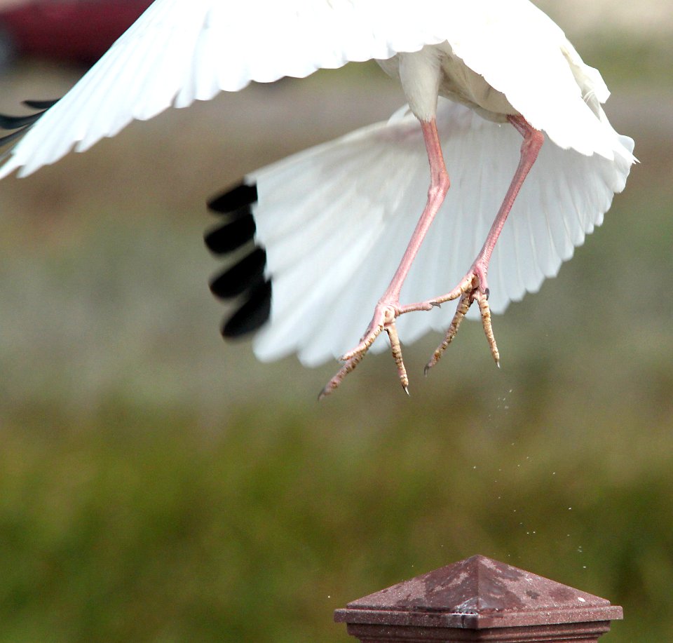 197 - WHITE IBIS (1-30-10) south padre island, tx  (5)