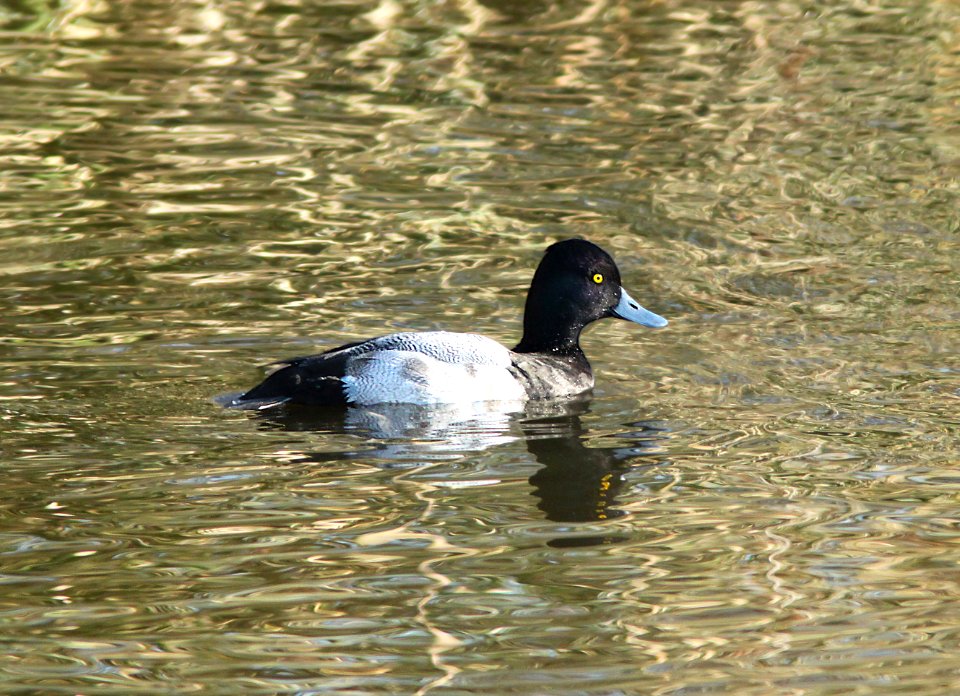046 - LESSER SCAUP (1-5-10) oso flaco, slo co, ca  (3)