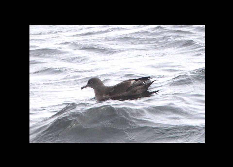 134 - SOOTY SHEARWATER (9-25-09) monterey, ca  (1)