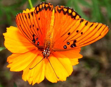 FRITILLARY, GULF (Agraulis vanillae) (9-8-12) sante fe ranch, scc, az -01 photo