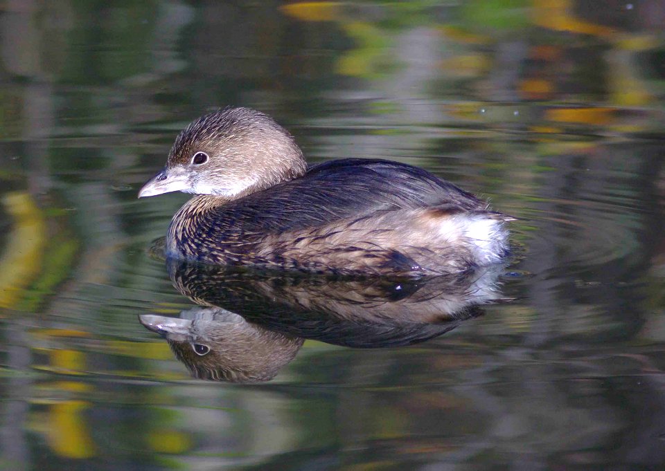 096 - PIED-BILLED GREBE (2-27-09) oso flaco, SLOCO, CA (3)