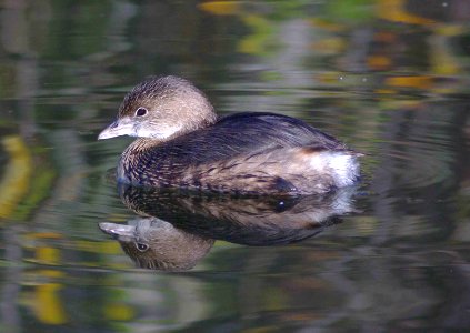 096 - PIED-BILLED GREBE (2-27-09) oso flaco, SLOCO, CA (3)