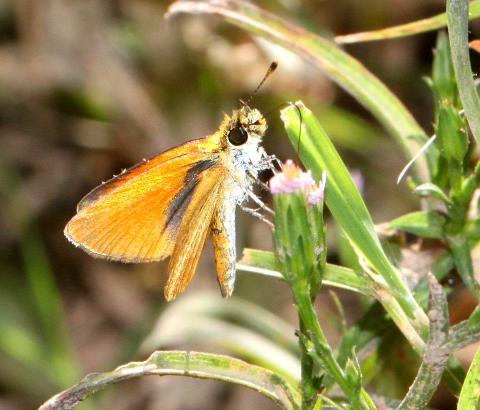 TROPICAL LEAST SKIPPER (Ancyloxypha arene) (10-17-12) sonoita creek above patagonia lake, scc, az -02