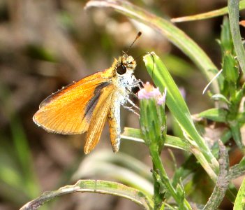 TROPICAL LEAST SKIPPER (Ancyloxypha arene) (10-17-12) sonoita creek above patagonia lake, scc, az -02