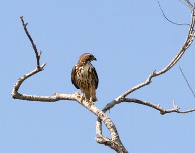 224 - BROAD-WINGED HAWK (2-17-08) sabal palm, tx (1)
