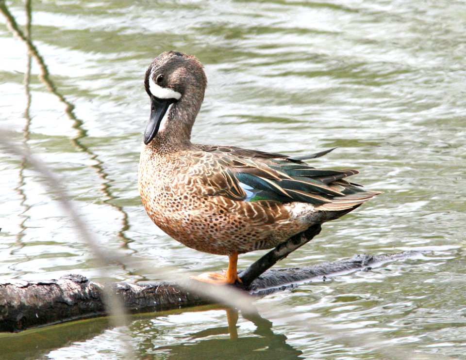 032 - BLUE-WINGED TEAL (2-17-08)  texas (2)